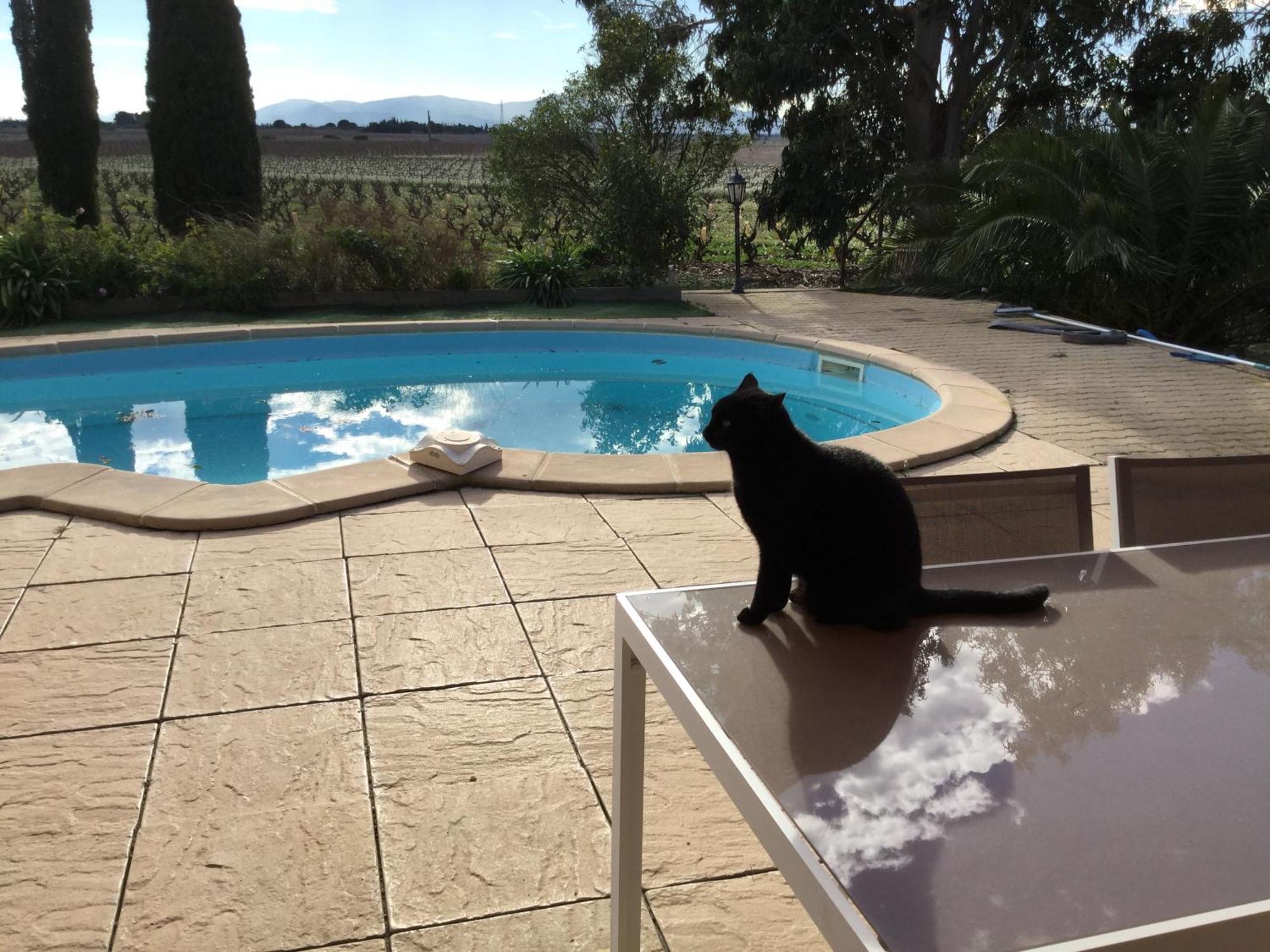 Mas Soleil Et Vignes Bed & Breakfast Saint-Hippolyte  Dış mekan fotoğraf