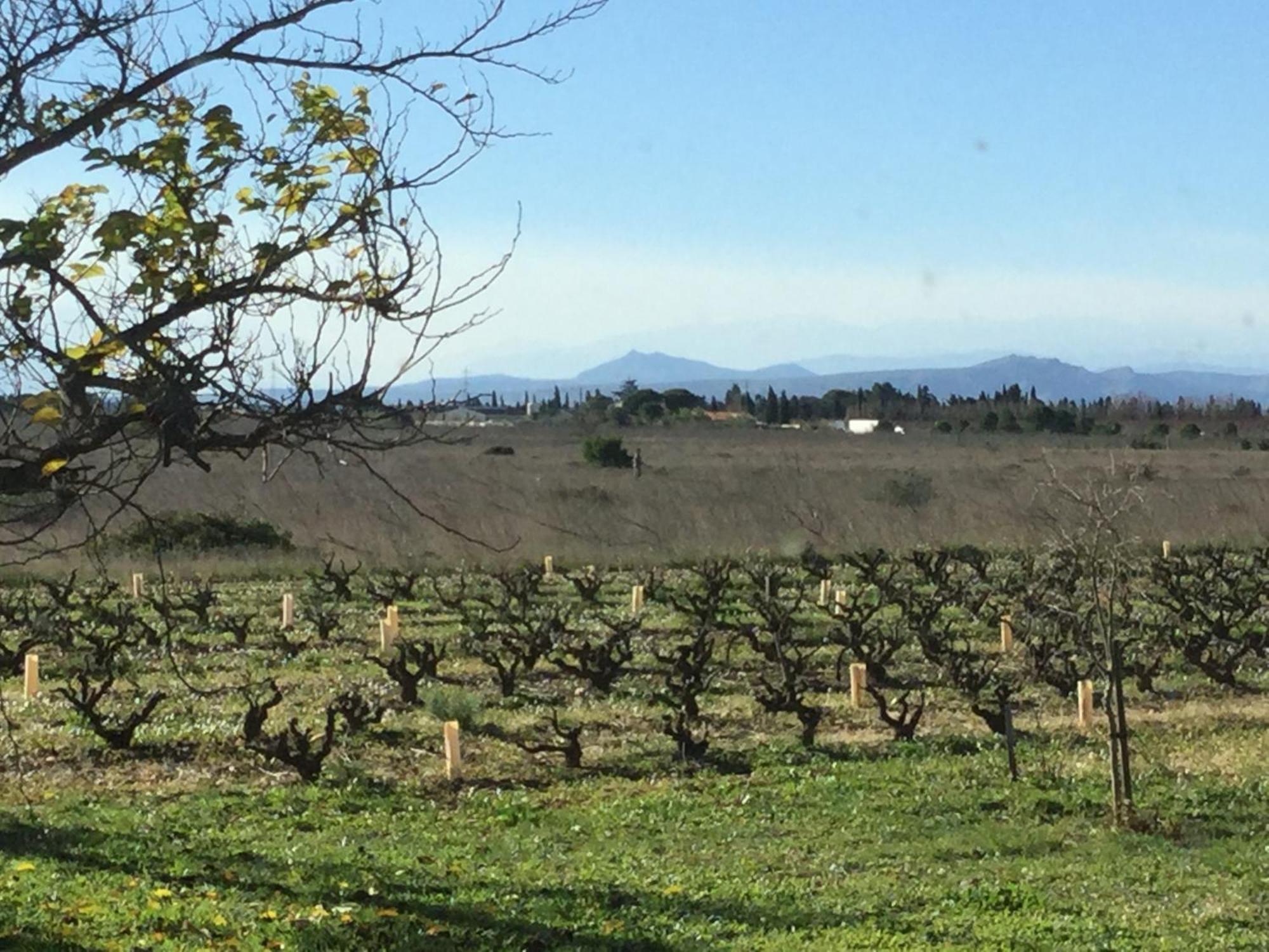 Mas Soleil Et Vignes Bed & Breakfast Saint-Hippolyte  Dış mekan fotoğraf